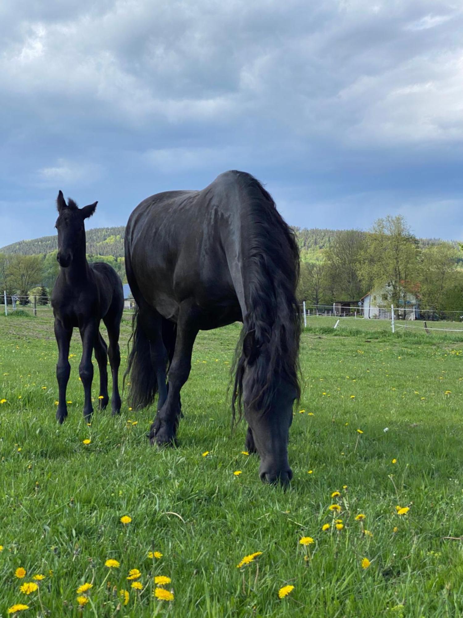 Agroturystyka Agro-Podkowka Marciszow Exteriér fotografie